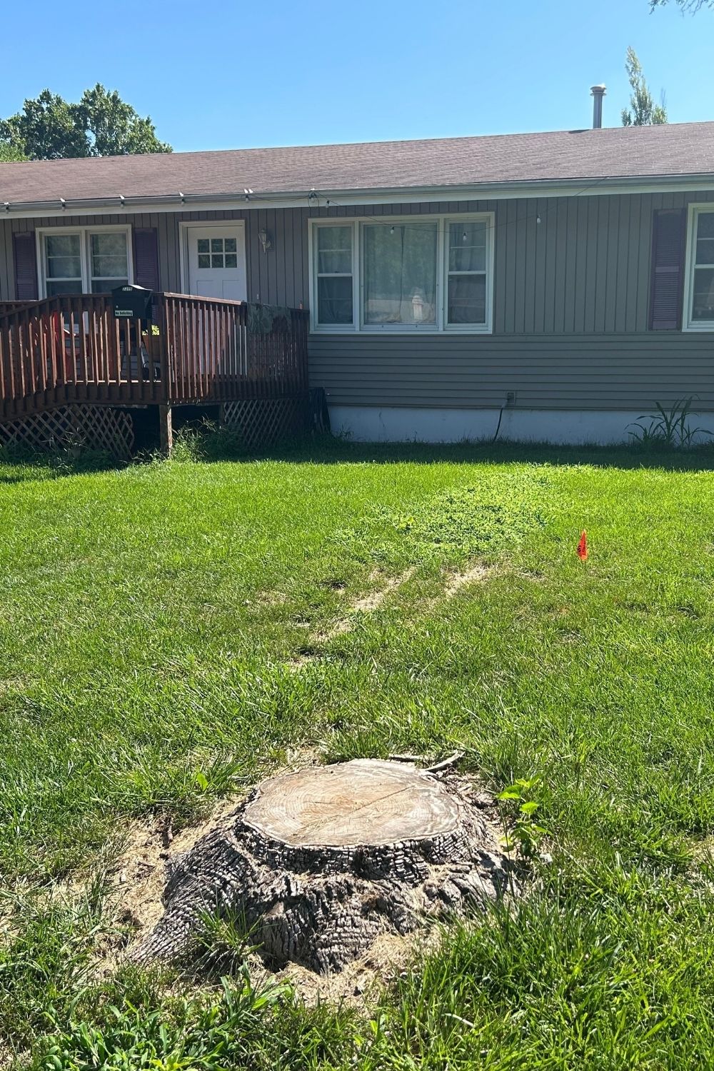 Clean yard after stump removal